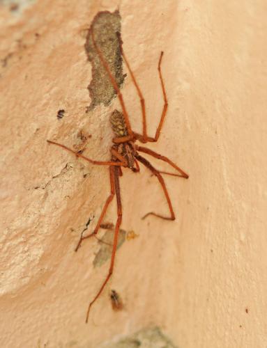 Eratigena sp.